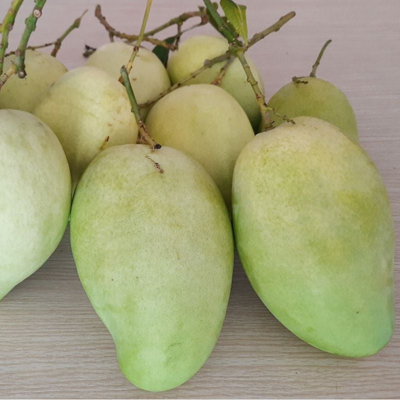  Xoài Tứ Quý xanh đặc sản Vĩnh Long 