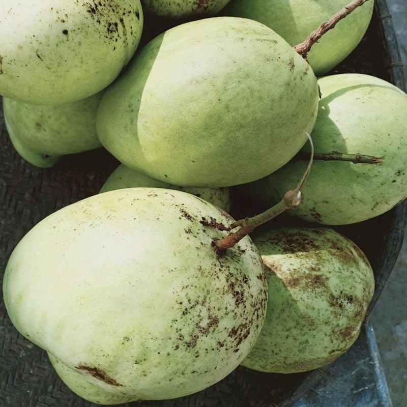 Xoài Tứ Quý xanh đặc sản Vĩnh Long 