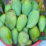  Trái xoài Xiêm đặc sản Vĩnh Long - Kg 