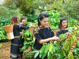 Tây Nguyên