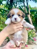 [06ĐC02] - [ĐẶT CỌC] - CÁI 2 THÁNG TUỔI 