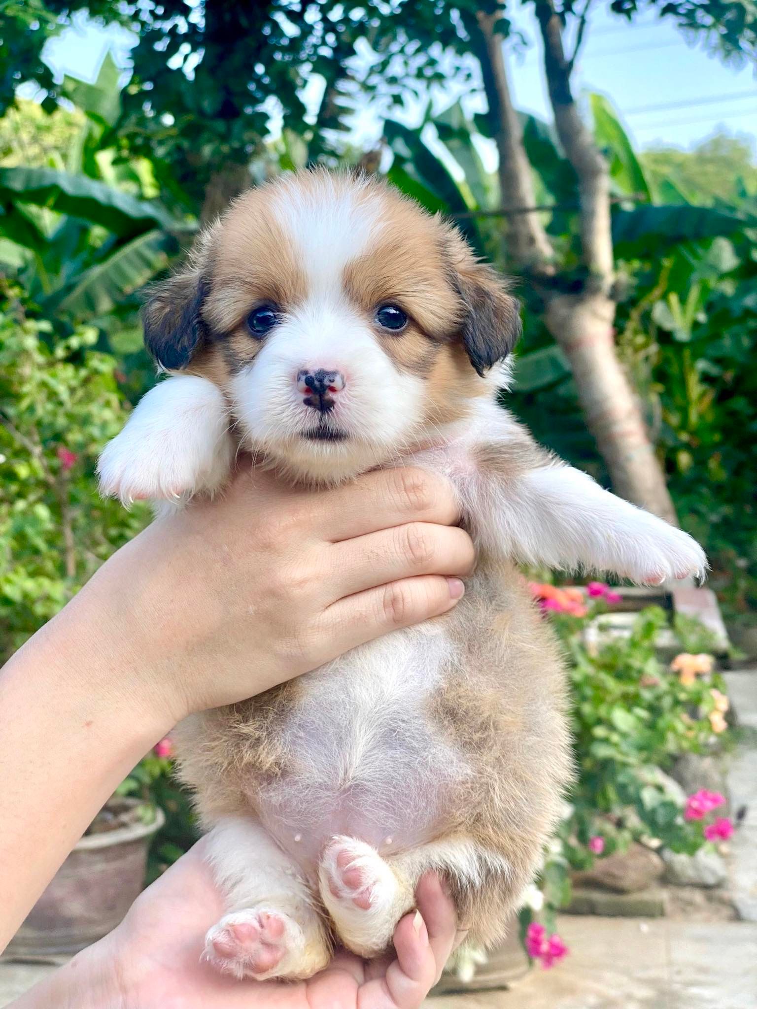  [06ĐC02] - [ĐẶT CỌC] - CÁI 2 THÁNG TUỔI 