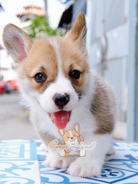  [BÉ BEAR] - ĐỰC 2 THÁNG TUỔI 