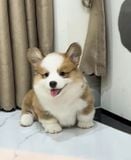  [0202] - CÁI 2 THÁNG TUỔI 