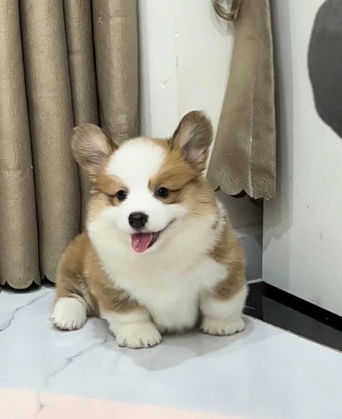  [0202] - CÁI 2 THÁNG TUỔI 
