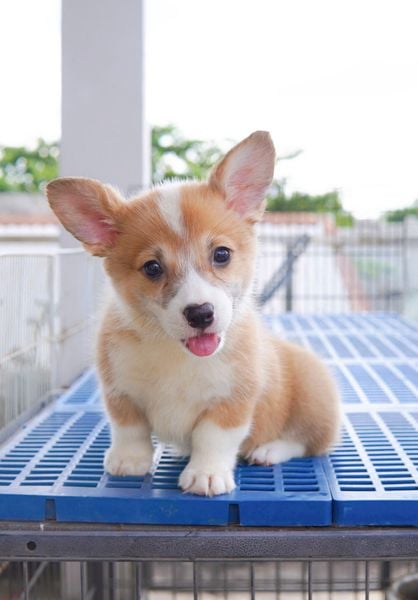  [CÓ SẴN] - BÉ ĐỰC - 2 THÁNG TUỔI 