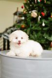  [POODLE] - CÁI 2 THÁNG TUỔI 