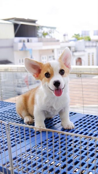  [0204] - [CÓ SẴN] - ĐỰC 2 THÁNG TUỔI 