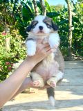  [06ĐC03] - [ĐẶT CỌC] - CÁI 2 THÁNG TUỔI 
