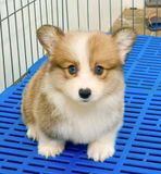  [0203] - [CÓ SẴN] - ĐỰC 2 THÁNG TUỔI 