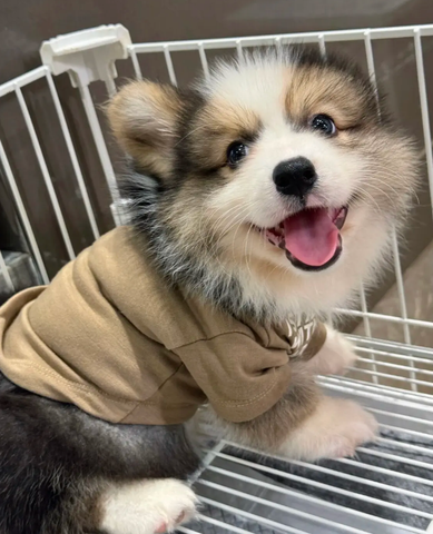 CORGI FOR SALES