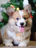  [BÉ MON] - ĐỰC 2 THÁNG TUỔI 