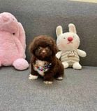  [0801] - [CÓ SẴN] - CÁI 