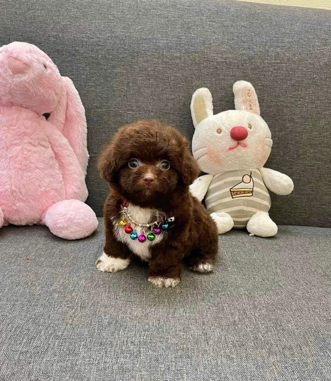  [0801] - [CÓ SẴN] - CÁI 