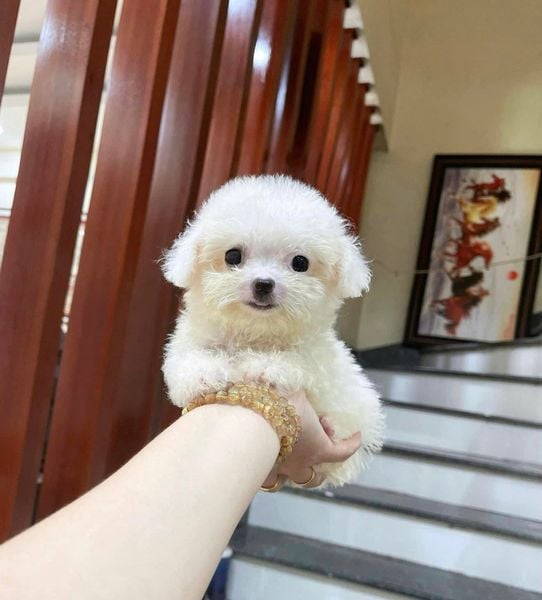  [0802] - [CÓ SẴN] - CÁI 