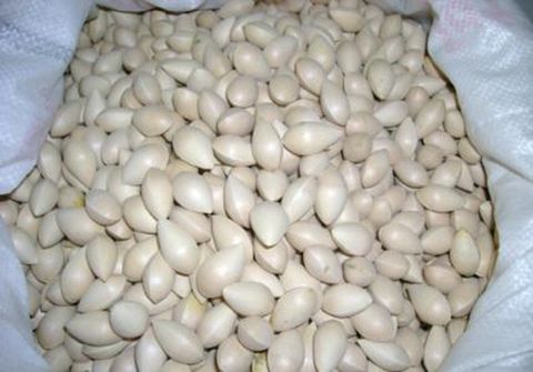 Bạch quả ( quả ngân hạnh)