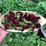 trà-hoa-cam-chuong-1