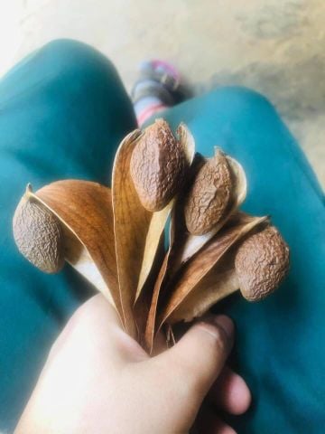 Hạt đười ươi bay rừng Quảng Nam
