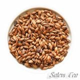 Cận cảnh hạt lúa mạch rang Nhật Bản, nguyên liệu tự nhiên không chất bảo quản.