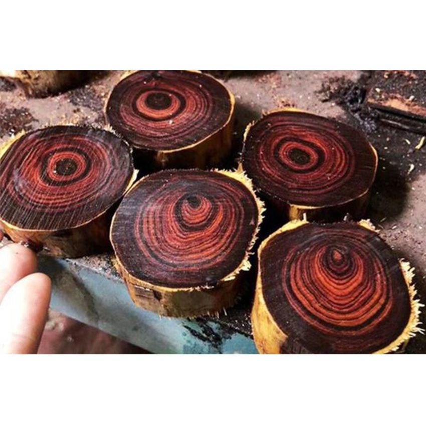 Gỗ Sưa Đỏ Là Gì? Đặc Điểm Và Tác Dụng