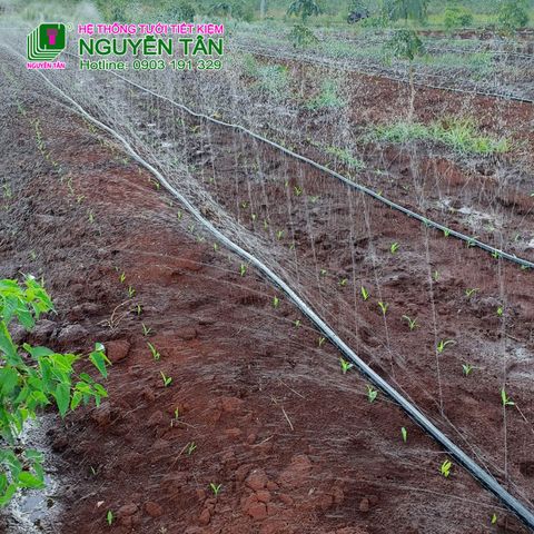 Bình Phước: Dự án tưới phun mưa cho cây ngắn ngày trồng xen cao su