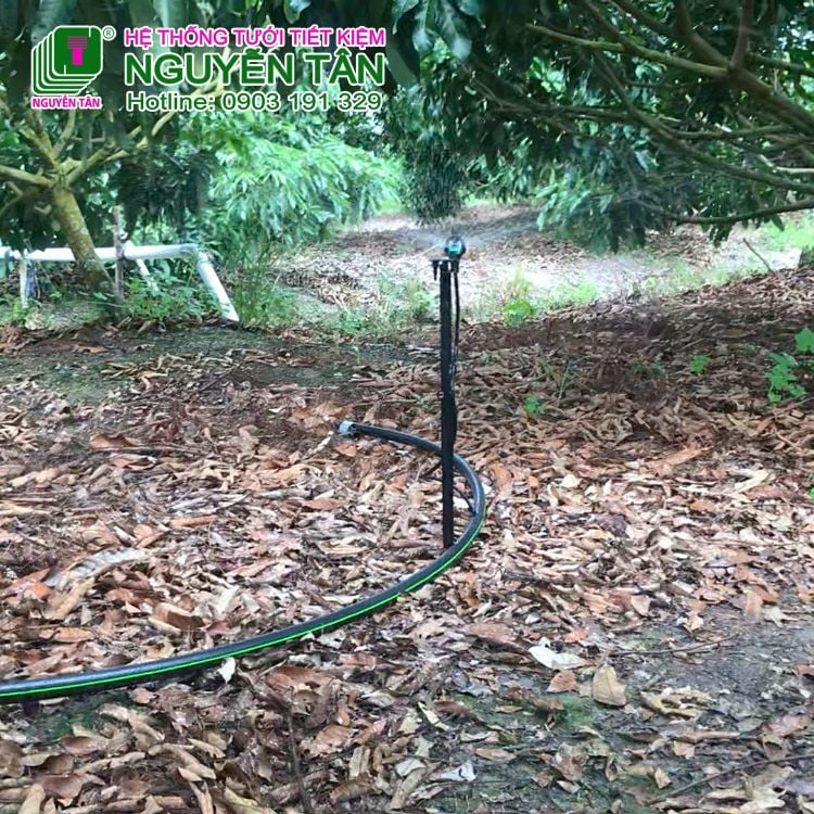 Thiết kế vườn trồng cây có múi Bưởi cam chanh