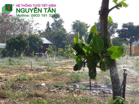 Đồng Nai: Dự án tưới 2ha cây ăn trái tại Huyện Vĩnh Cửu