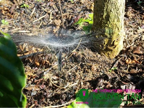 Lâm Đồng: Dự án tưới tiết kiệm cho cây Cà phê - Huyện Di Linh