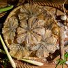 khocachotthiennhienxe500gr