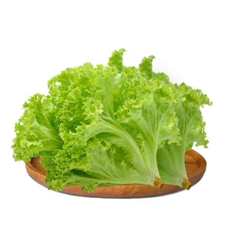 Xà lách xoăn xanh