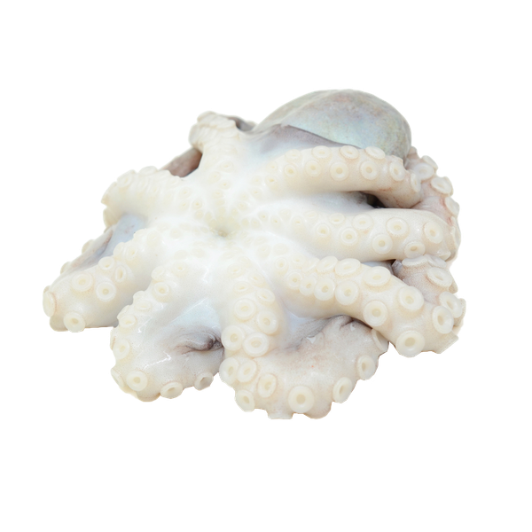 Bạch tuộc Cô Tô