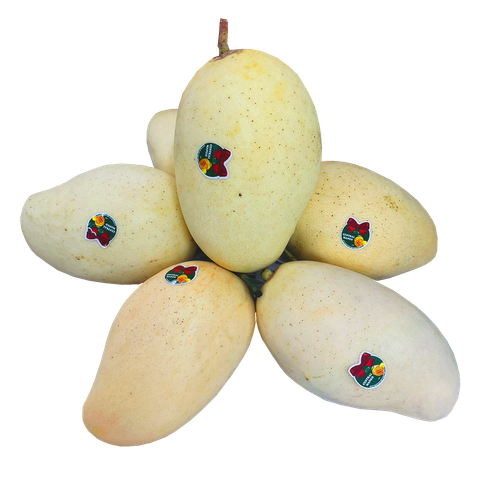 Xoài cát chu da vàng