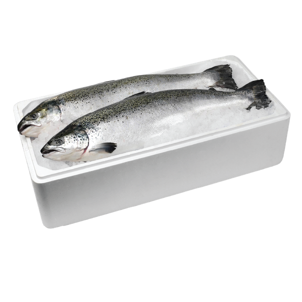 Cá hồi tươi Nauy nguyên con (Salmon Fresh)