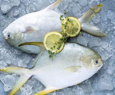 Cá Chim Biển Cà Mau L1