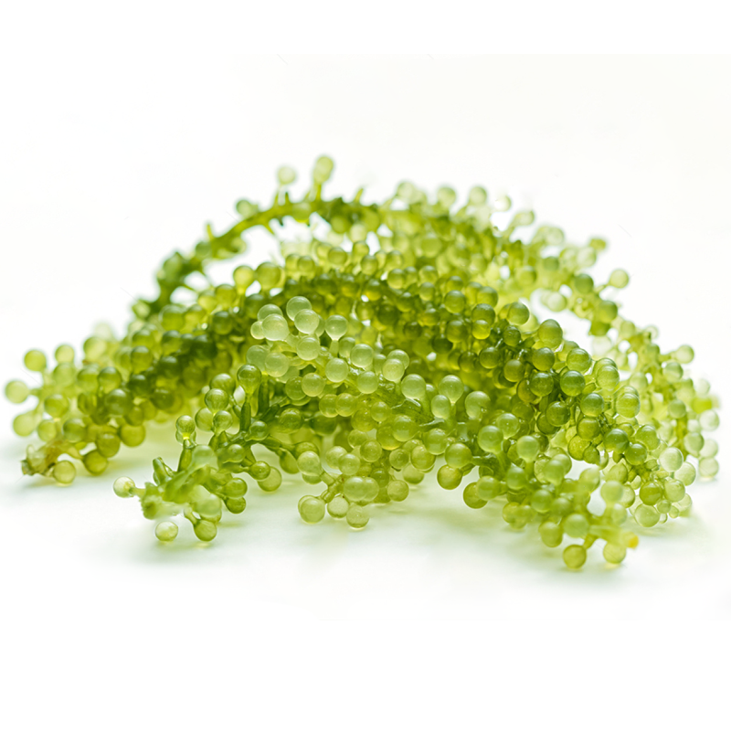 Rong Nho Trường Thọ  Longevity Sea Grapes