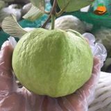 Ổi Nữ Hoàng
