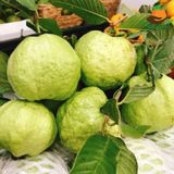 Ổi Nữ Hoàng