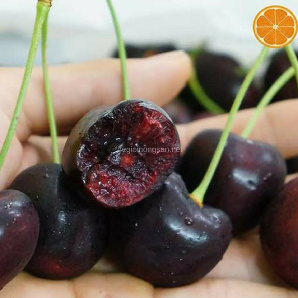 Cuống cherry được chiết xuất thành các chất bổ tim