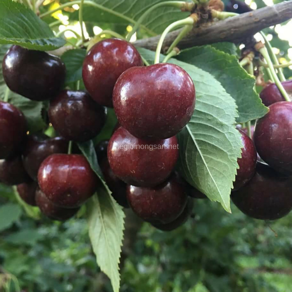 Cherry USA Stemilt nhập khẩu chính ngạch được bán tại Thế giới nông sản. Trái cherry mọng nước, róc hạt, vị ngọt thơm dịu, đậm đà đặc trưng, hơi chua nhẹ.