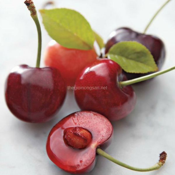 Cherry Canada nhập khẩu chính ngạch được bán tại Thế giới nông sản. Cherry Canada với vị ngọt thanh mát tự nhiên pha lẫn một chút hương vị hơi chua và quả mọng nước.