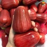 Roi An Phước Vip Xuất Khẩu