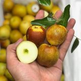 Hồng Táo Tân Cương