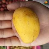 Xoài Cát Thơm Nha Trang