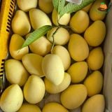 Xoài cát chu Chú Chín