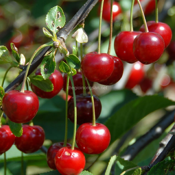 Cherry - chất chống oxi hóa và giảm đau hiệu quả 
