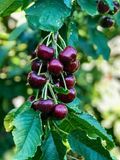 Cherry Moon Stemilt 9.5