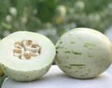 Dưa Sữa Giống Nhật