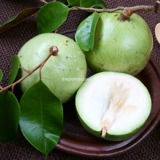 Vú Sữa Lò Rèn
