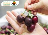 Cherry đỏ Stemilt size 10