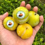 Mận Vàng Róc Hạt Palong size to